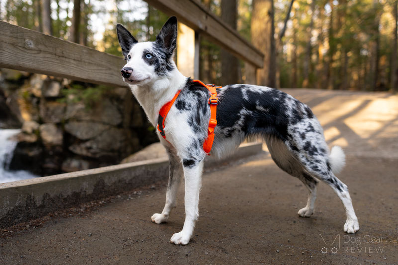 Non-Stop Dogwear Rush, Line, and Freemotion Harnesses Comparison | Dog Gear Review