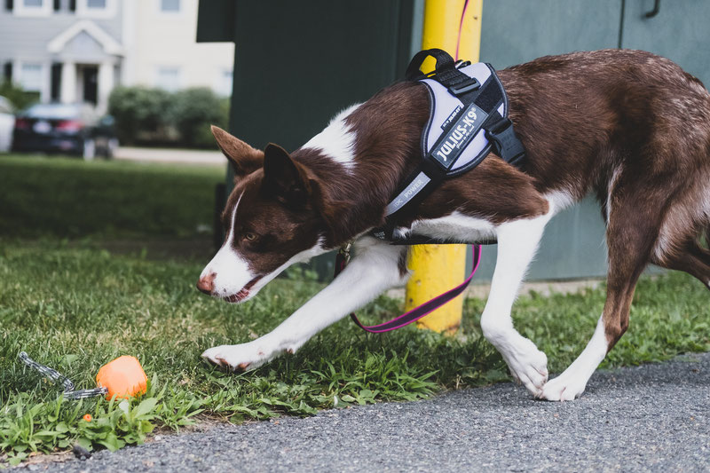 Why using a no-pull harness is NOT a magic solution? | Dog Gear Review