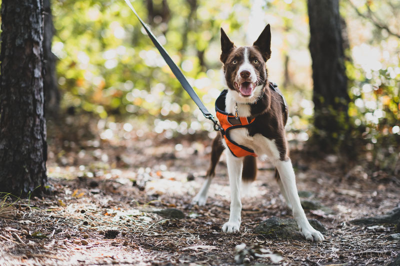 Why using a no-pull harness is NOT a magic solution? | Dog Gear Review