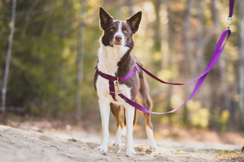 Harness for dogs that best sale pull backwards