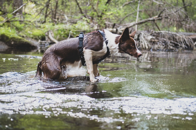 Why using a no-pull harness is NOT a magic solution? | Dog Gear Review