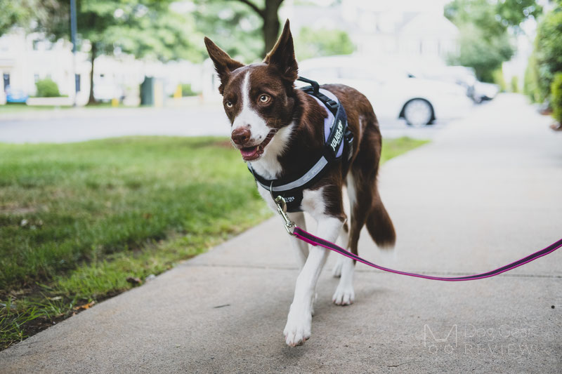 Why using a no-pull harness is NOT a magic solution? | Dog Gear Review