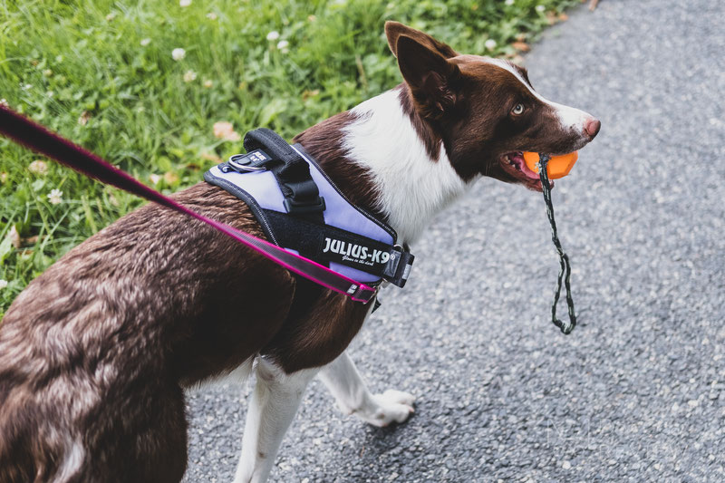 Husky harness outlet to stop pulling