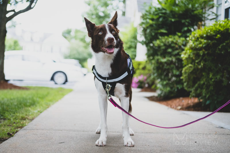 Why using a no-pull harness is NOT a magic solution? | Dog Gear Review