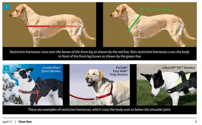 Dog harness that goes around front and back outlet legs