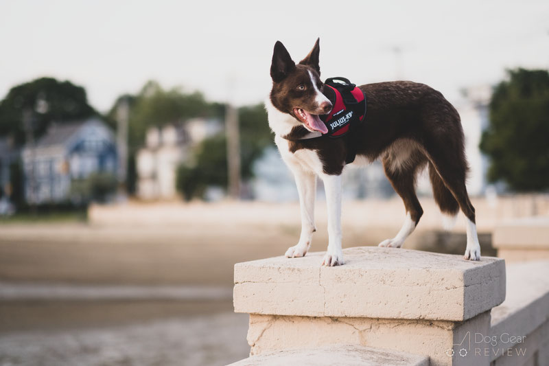 Surprising Dog Harness Dangers to Avoid