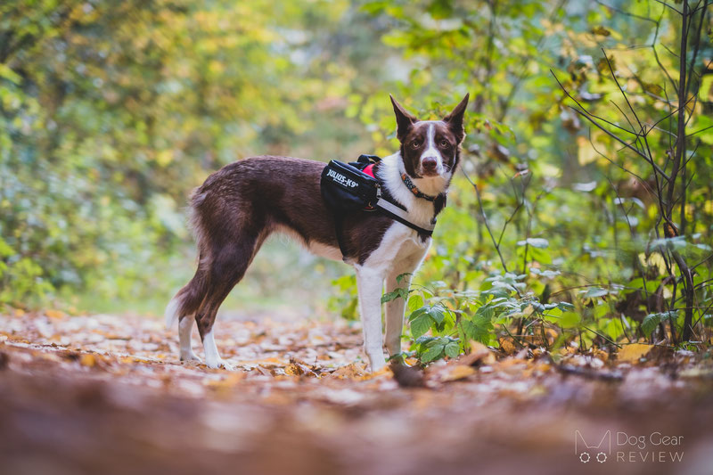 Surprising Dog Harness Dangers to Avoid