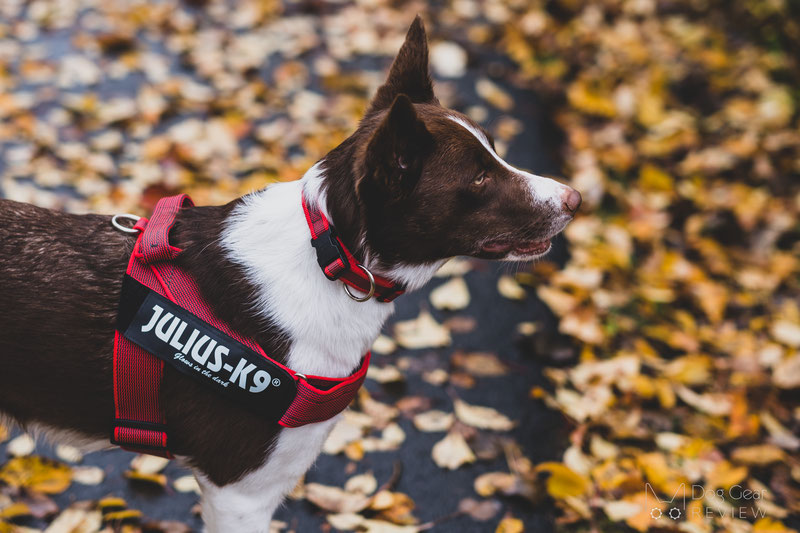 Is it true that harnesses going across the dog's shoulders restricting the movement? | Dog Gear Review