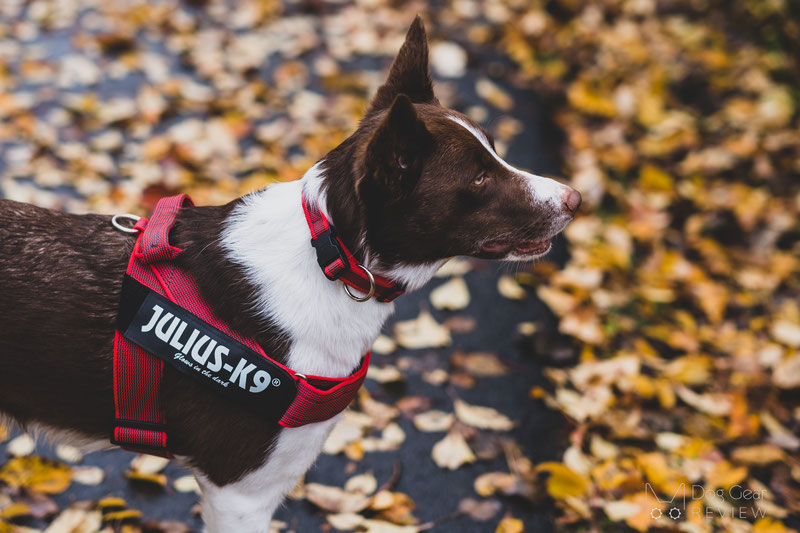 Is it true that harnesses going across the dog s shoulders restricting the movement