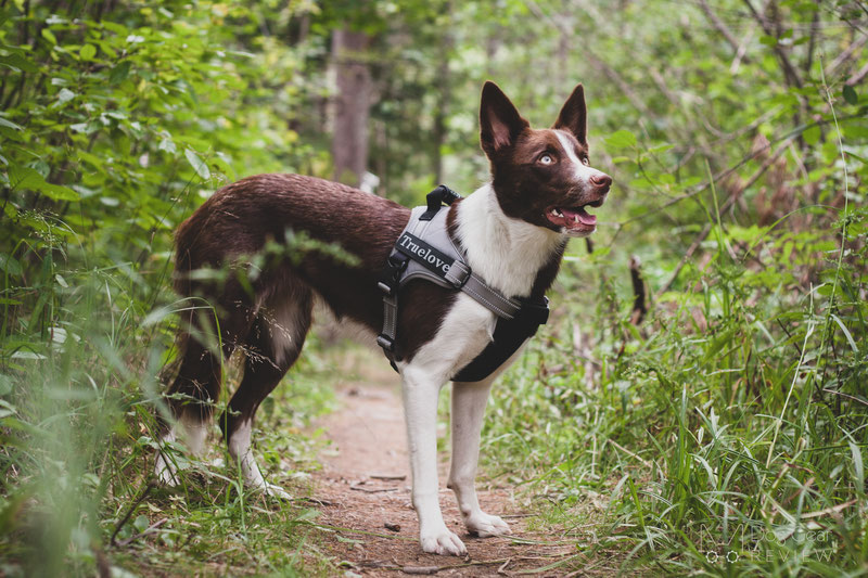 Julius k9 discount harness restrict movement