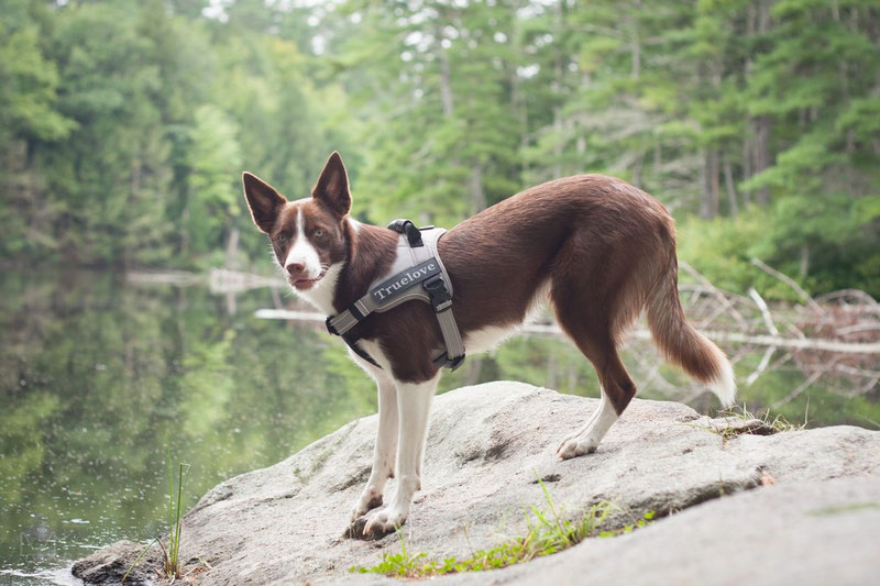 Dog harness 2024 shoulder movement