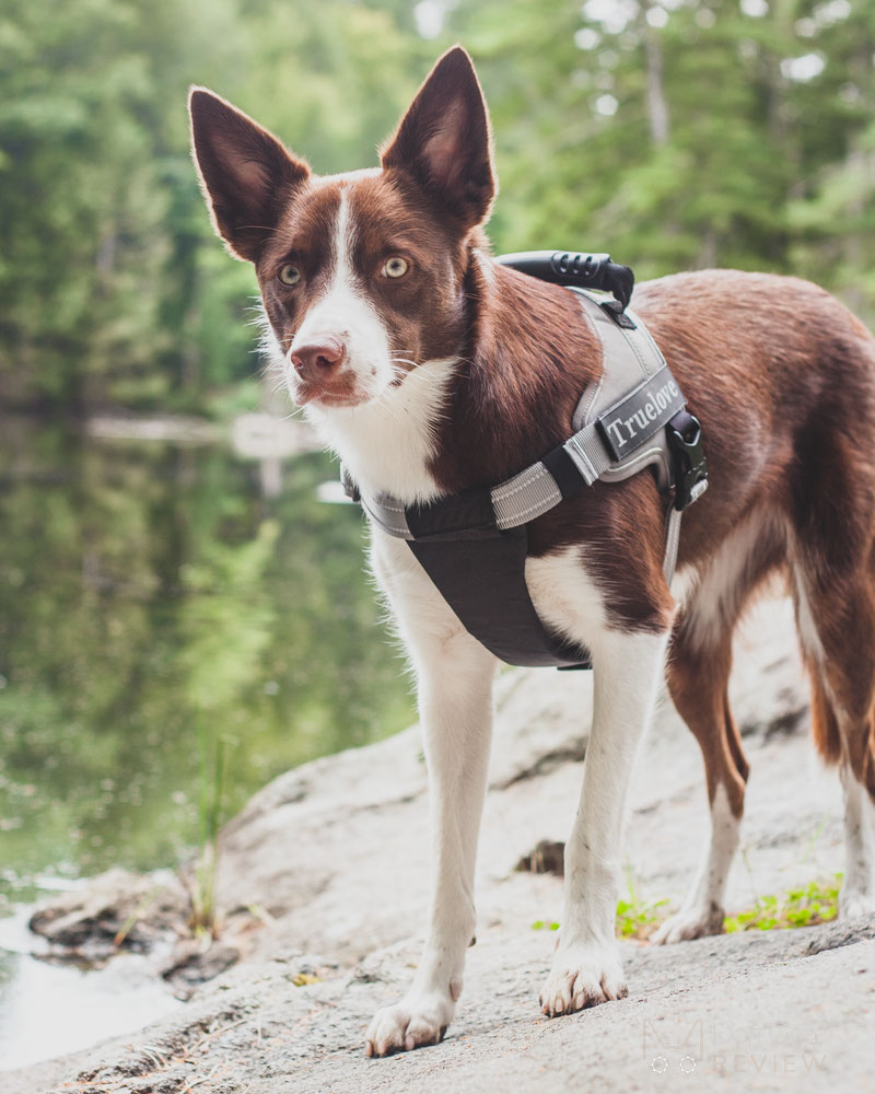 Julius k9 clearance harness restrict movement