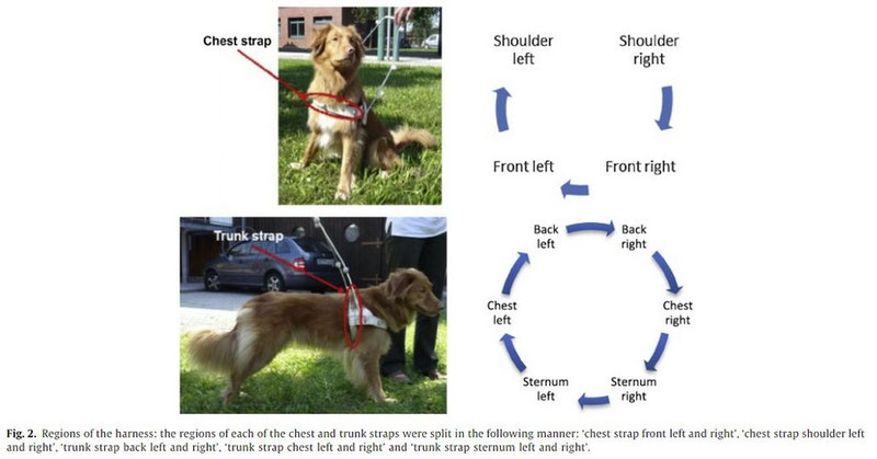 How to put on 2024 a dog harness diagram