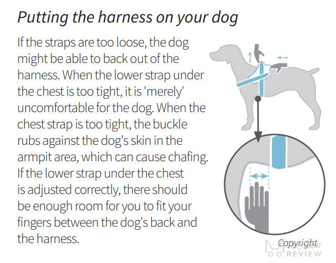 Surprising Dog Harness Dangers to Avoid