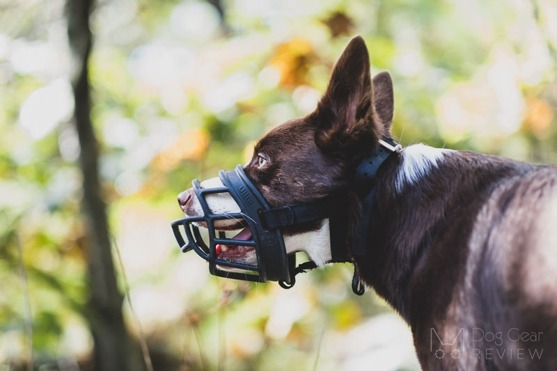 Panting Freely vs. Fully in a Muzzle | Dog Gear Review