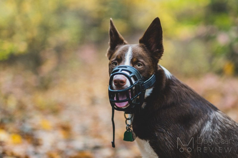 Dog in a outlet muzzle