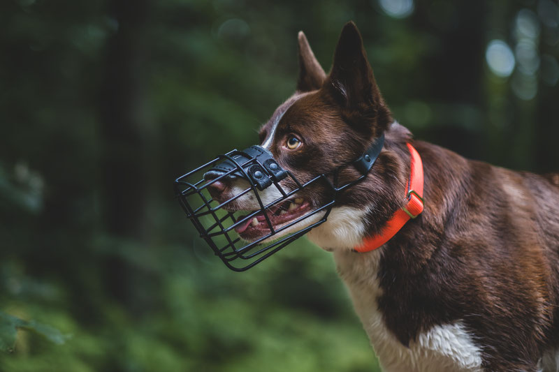 Dog wearing muzzle all day hotsell