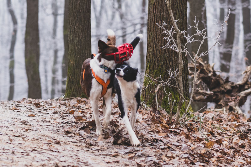 Panting Freely vs. Fully in a Muzzle | Dog Gear Review