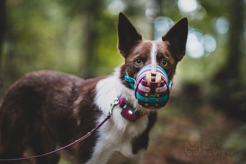 Panting Freely vs. Fully in a Muzzle | Dog Gear Review