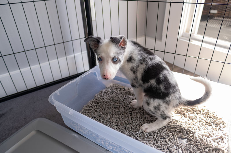 Setting up outlet a puppy playpen