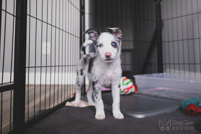 How to Set Up a Puppy Playpen | Dog Gear Review