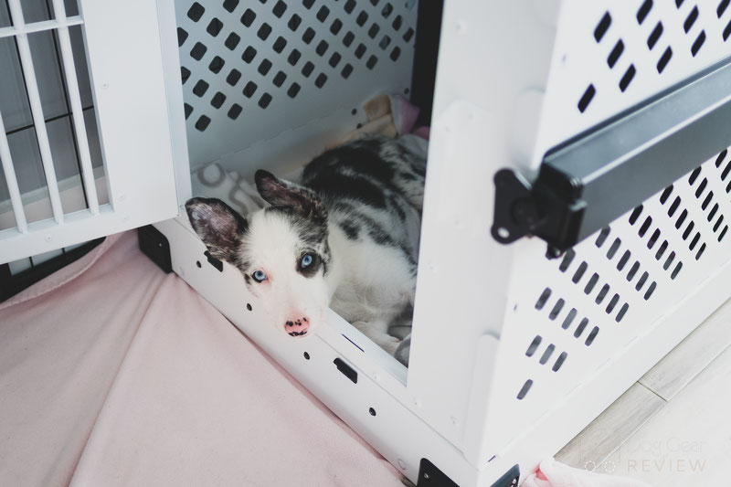 How to Set Up a Puppy Playpen