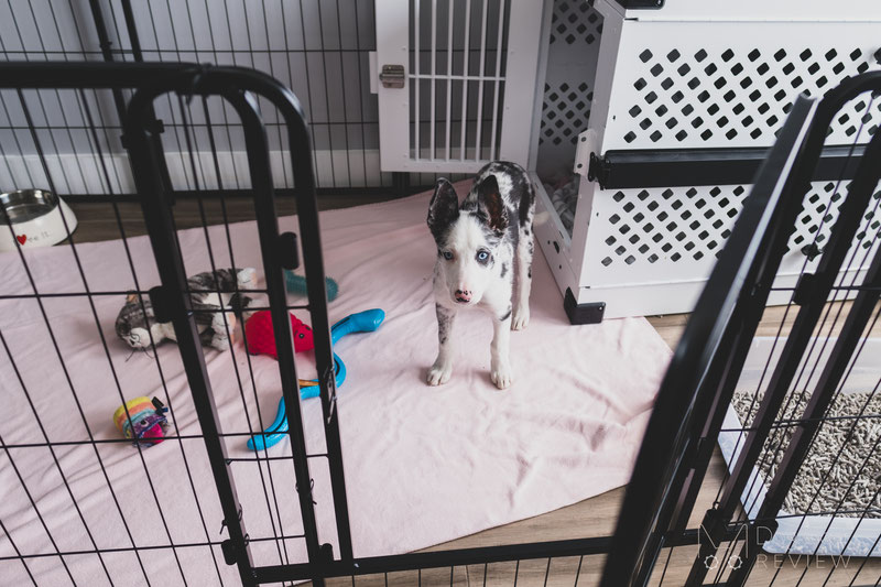 Set up outlet dog crate