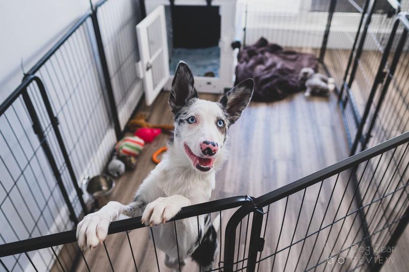How to Secure Your Dog Playpen and Prevent Movement