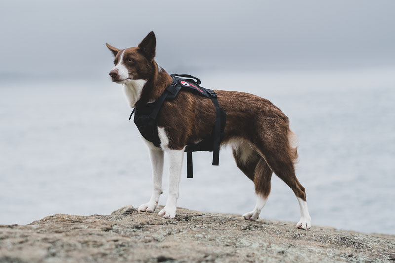 Dog rescue outlet sling