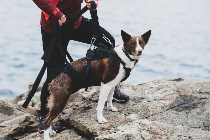 Emergency Dog Rescue Harnesses Comparison