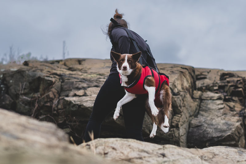 Dog store carry harness