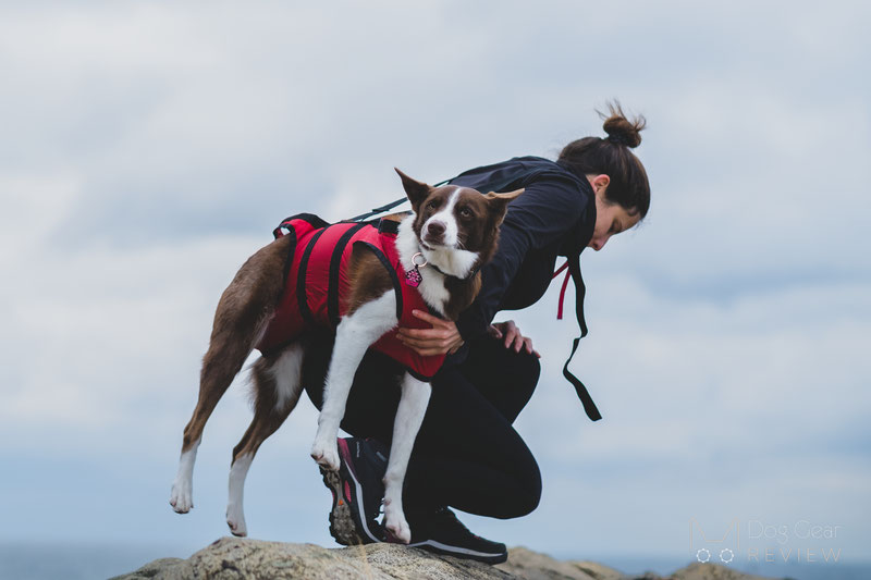 Dog carrying cheap harness