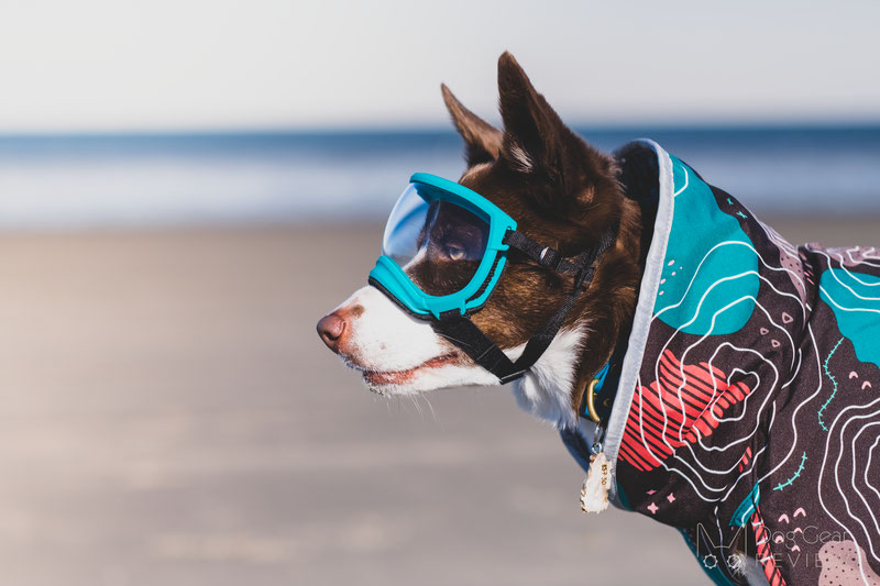 What is the difference between the V1 and V2 Rexspecs Goggles? | Dog Gear Review