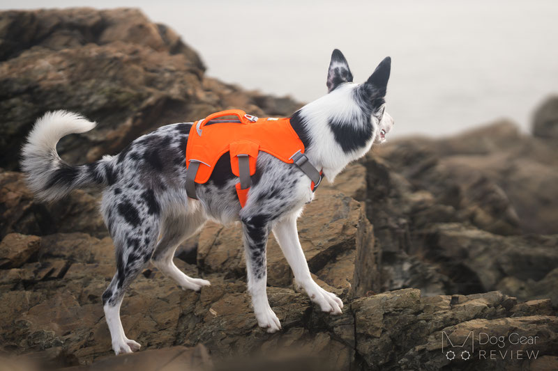 Ruffwear Flagline Harness vs. Web Master Harness Comparison Dog