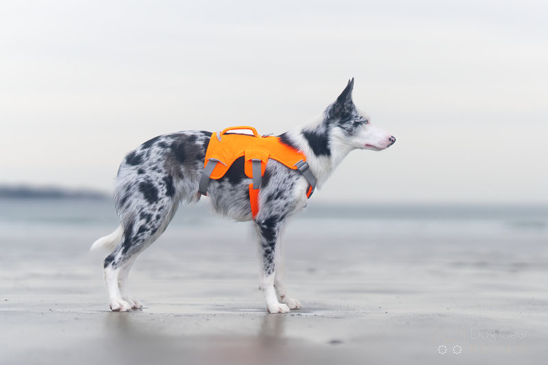 Ruffwear Flagline Harness vs. Web Master Harness Comparison Dog