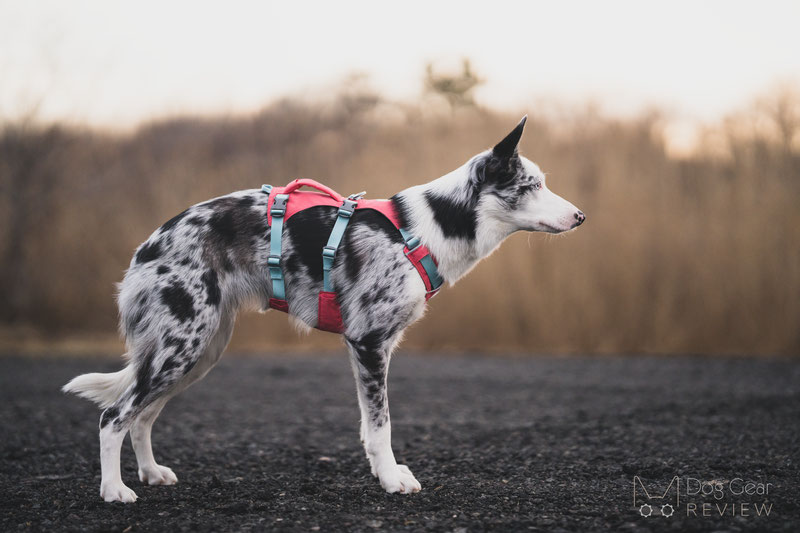 Ruffwear Flagline Harness vs. Web Master Harness Comparison Dog