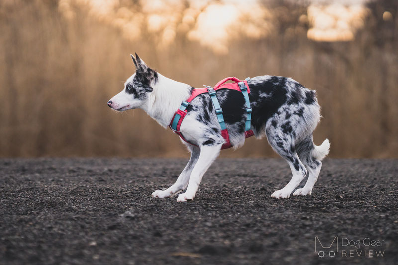 Flagline™ Dog Harness with Handle, Strong Lightweight Lift & Assist