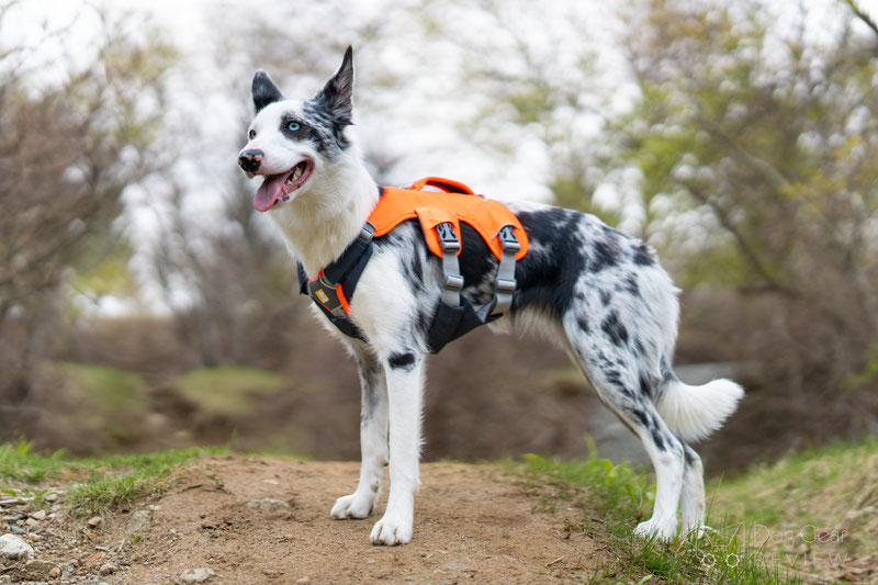 Ruffwear Flagline Harness vs. Web Master Harness Comparison Dog