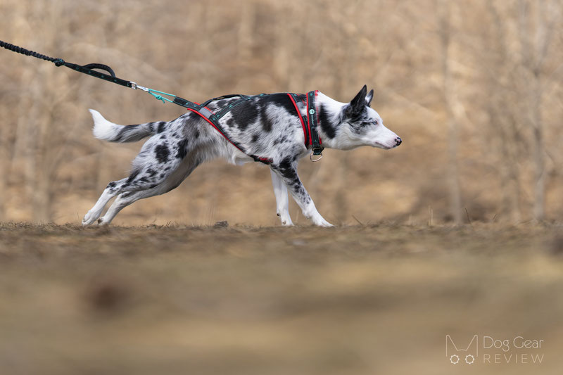 How to Choose a Dog Harness for Running | Dog Gear Review