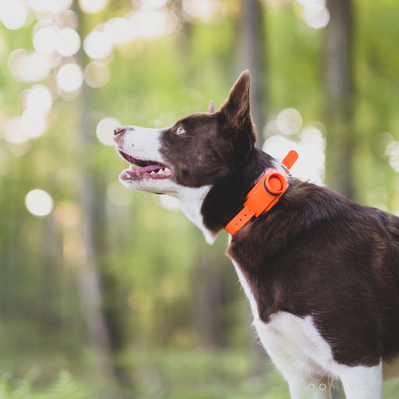 Fire gear cheap dog collar