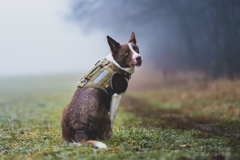 Seeing eye best sale dog harness design