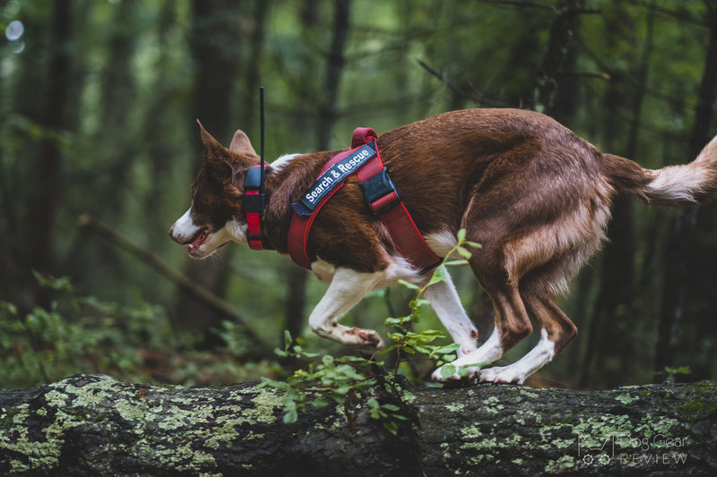 K9 search and rescue 2024 vest