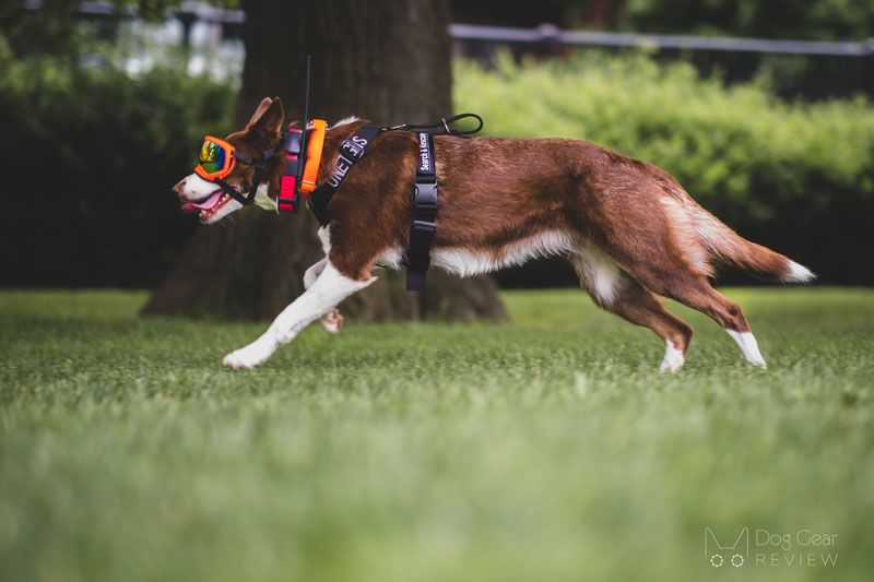 Open Door Command Working K9 Dog Training Rope