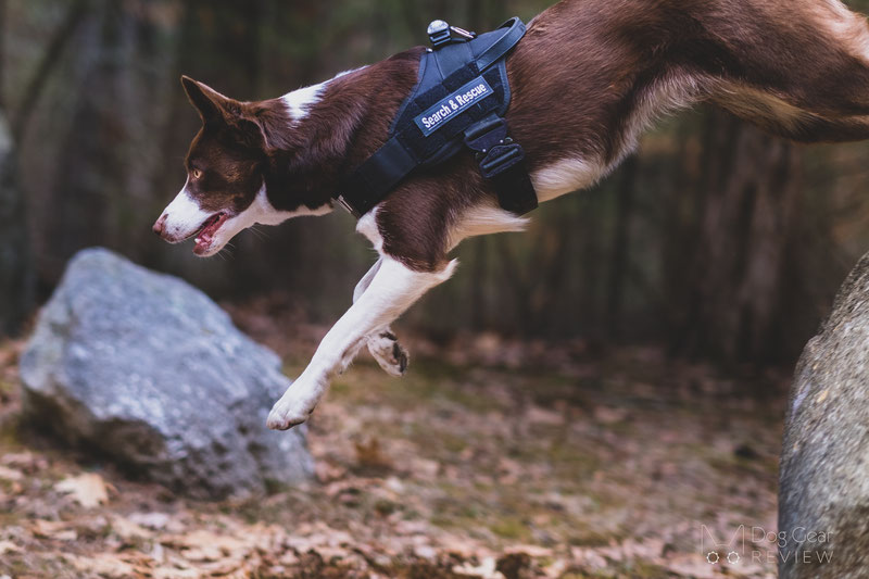 K9 Search and Rescue Gear Guide | Dog Gear Review