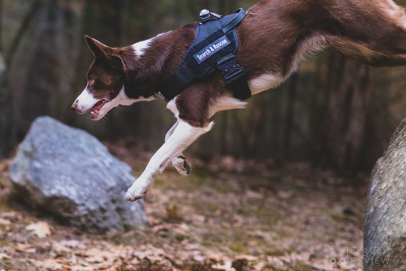 Dog bunker clearance gear