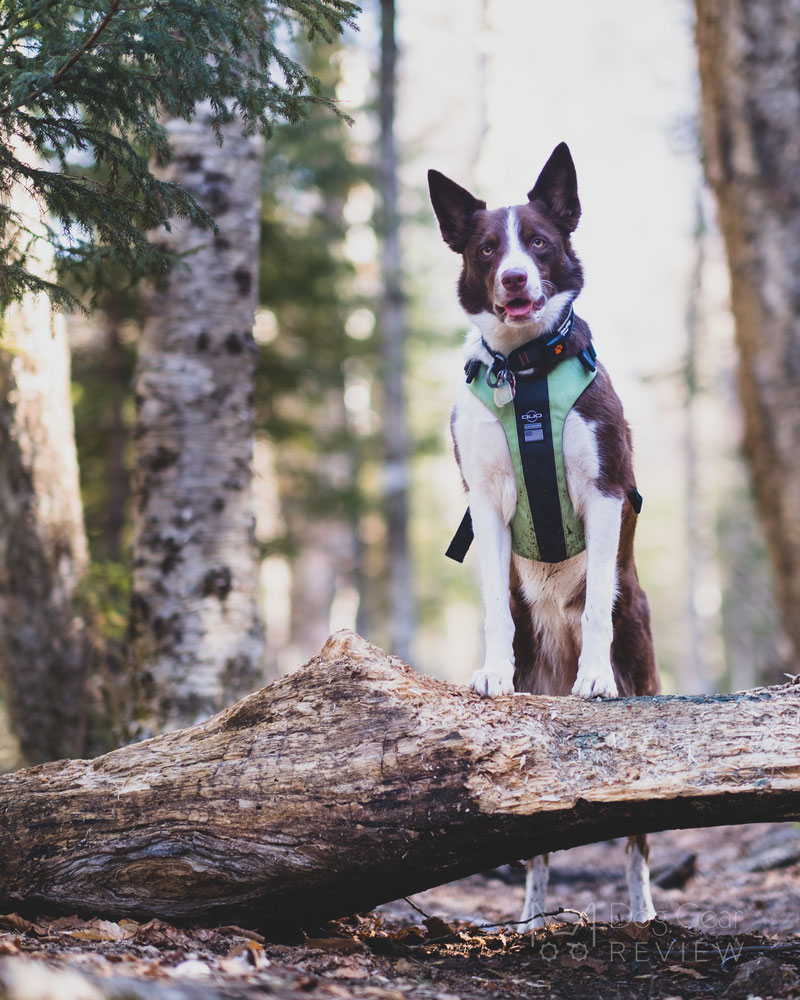 Bunker gear best sale dog harness