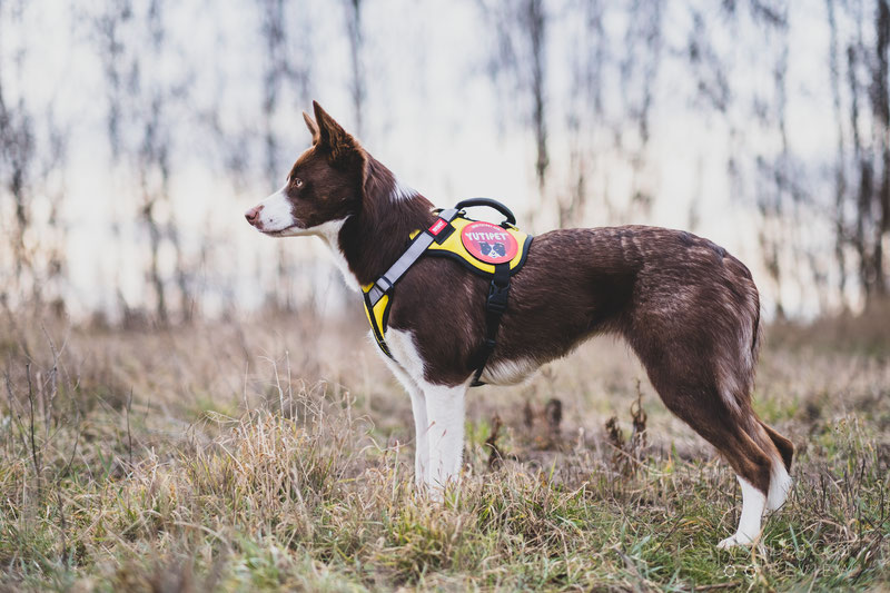 K9 Search and Rescue Gear Guide | Dog Gear Review