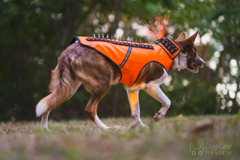 CoyoteVest vs SpikeVest | Dog Gear Review