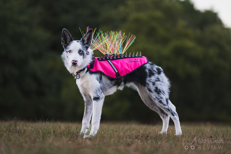 CoyoteVest Dog Harness Protection Vest, Reflective Dog Accessories with  Spikes to Shield Your Pet from Raptor and Animal Attacks, Proudly Made in