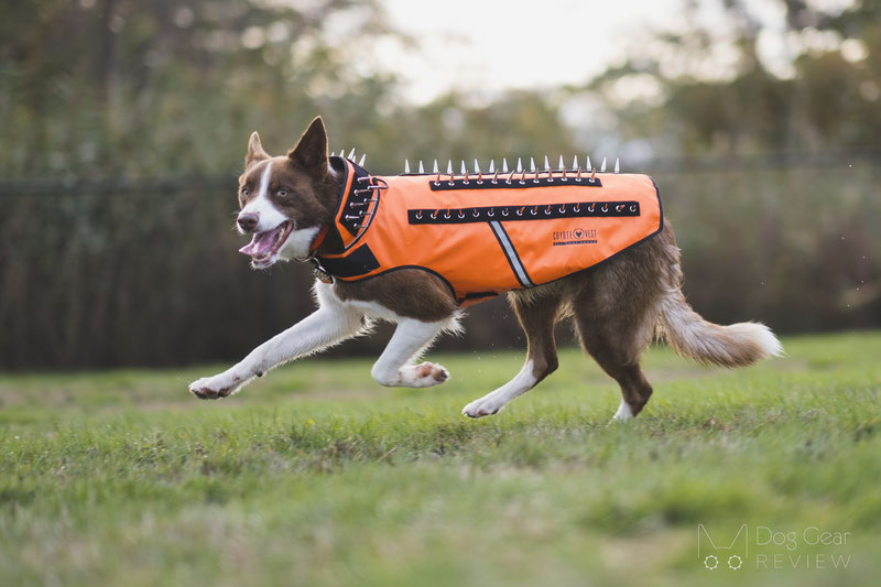 Protective spiked outlet dog collar